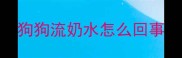 狗狗流奶水怎么回事