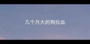 几个月大的狗拉血