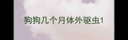 狗狗几个月体外驱虫