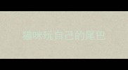 猫咪玩自己的尾巴