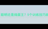 哈士奇智商排名聪明还是捣蛋王5个训练技巧助你解锁它的潜力