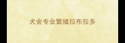 犬舍专业繁殖拉布拉多