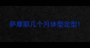 萨摩耶几个月体型定型