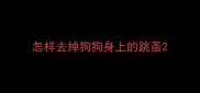 怎样去掉狗狗身上的跳蚤