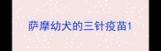 萨摩幼犬的三针疫苗