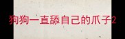 狗狗一直舔自己的爪子