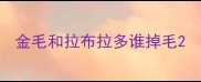 金毛和拉布拉多谁掉毛