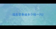 现在花泰迪多少钱一只