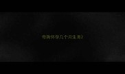 母狗怀孕几个月生育