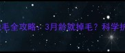 比熊犬幼犬期脱毛全攻略3月龄就掉毛科学护理指南来了