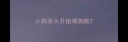 小狗多大开始喂狗粮