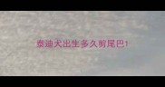 泰迪犬出生多久剪尾巴