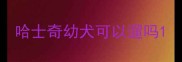 哈士奇幼犬可以遛吗