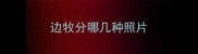 边牧分哪几种照片