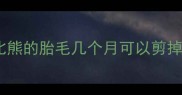 比熊的胎毛几个月可以剪掉