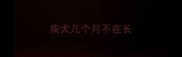 柴犬几个月不在长