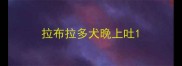 拉布拉多犬晚上吐