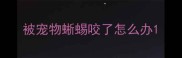 被宠物蜥蜴咬了怎么办