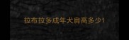 拉布拉多成年犬肩高多少
