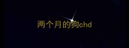 两个月的狗chd