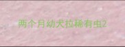 两个月幼犬拉稀有虫