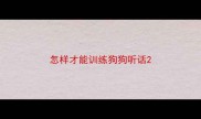 怎样才能训练狗狗听话