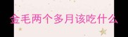 金毛两个多月该吃什么