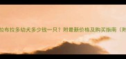 纯种拉布拉多幼犬多少钱一只附最新价格及购买指南附对比