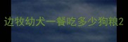 边牧幼犬一餐吃多少狗粮
