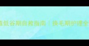 边牧颜值低谷期自救指南换毛期护理全攻略