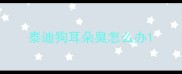 泰迪狗耳朵臭怎么办