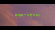 泰迪几个月是大狗