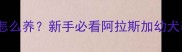 2个月阿拉怎么养新手必看阿拉斯加幼犬养护全攻略