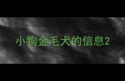 小狗金毛犬的信息