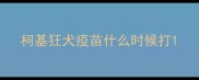 柯基狂犬疫苗什么时候打