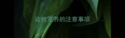 边牧笼养的注意事项