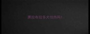 黑拉布拉多犬怕热吗