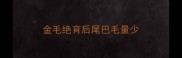 金毛绝育后尾巴毛量少