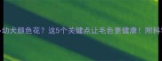 拉布拉多幼犬颜色花这5个关键点让毛色更健康附科学养宠指南