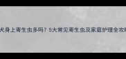 泰迪犬身上寄生虫多吗5大常见寄生虫及家庭护理全攻略
