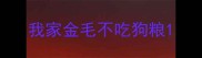 我家金毛不吃狗粮