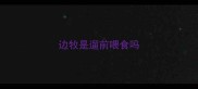 边牧是遛前喂食吗