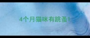 4个月猫咪有跳蚤