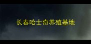 长春哈士奇养殖基地
