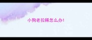 小狗老拉稀怎么办
