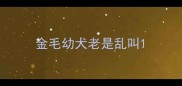 金毛幼犬老是乱叫