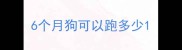 6个月狗可以跑多少