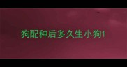 狗配种后多久生小狗