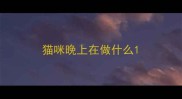 猫咪晚上在做什么
