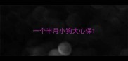 一个半月小狗犬心保